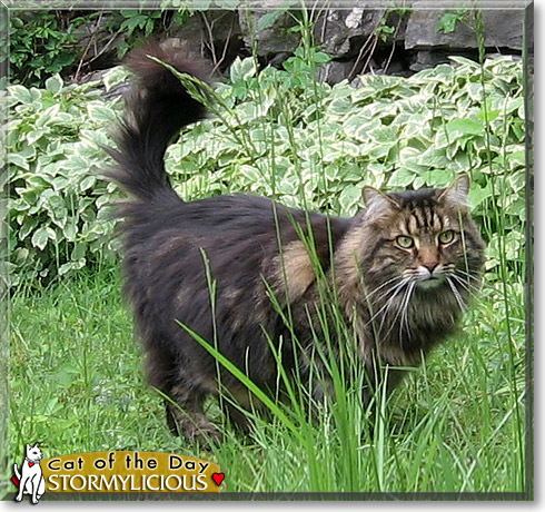 Stormylicious, the Cat of the Day