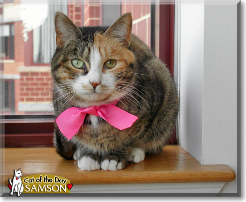 Samson, the Cat of the Day