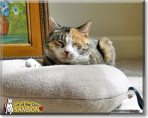 Samson, the Cat of the Day