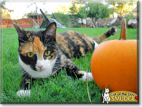 Smudge, the Cat of the Day