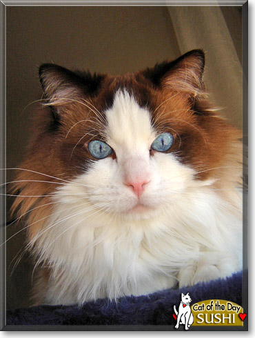 Sushi, the Cat of the Day