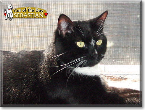 Sebastian, the Cat of the Day