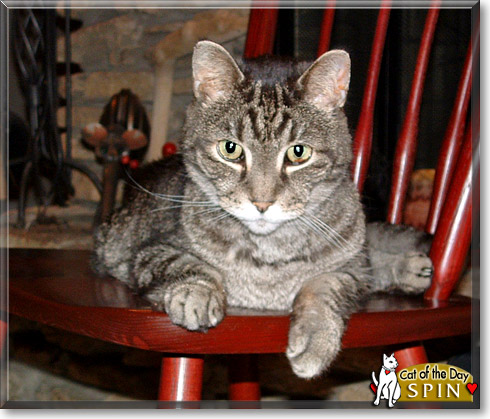 Spin, the Cat of the Day
