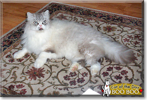 Boo Boo, the Cat of the Day