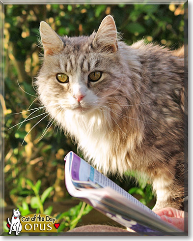 Opus, the Cat of the Day