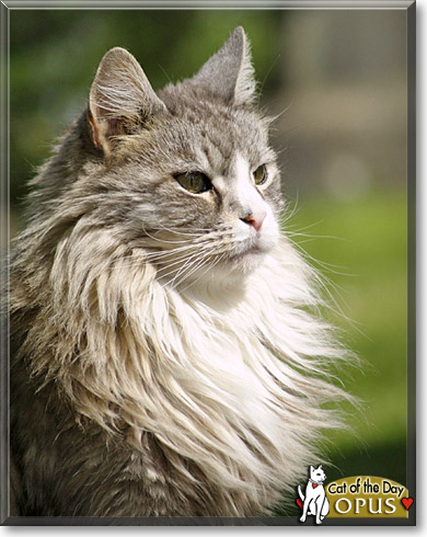 Opus, the Cat of the Day