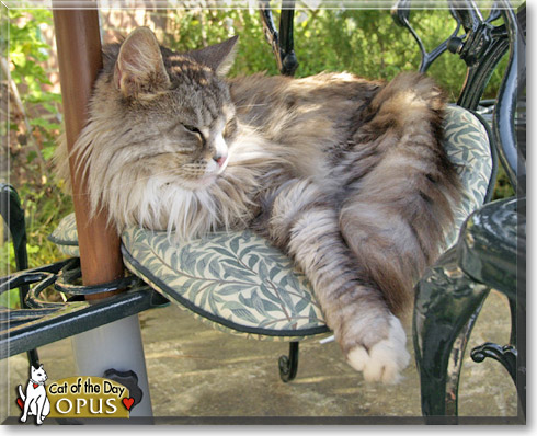 Opus, the Cat of the Day