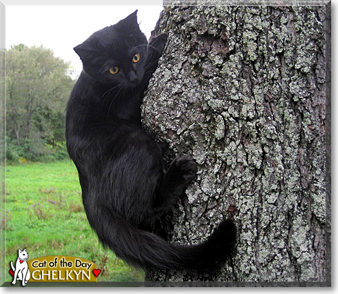 Ghelkyn, the Cat of the Day