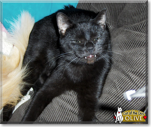 Olive, the Cat of the Day