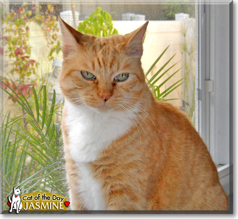 Jasmine, the Cat of the Day