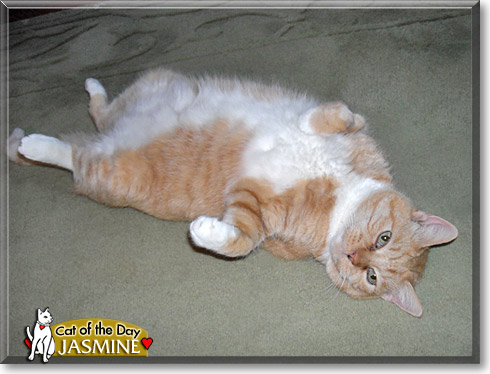 Jasmine, the Cat of the Day