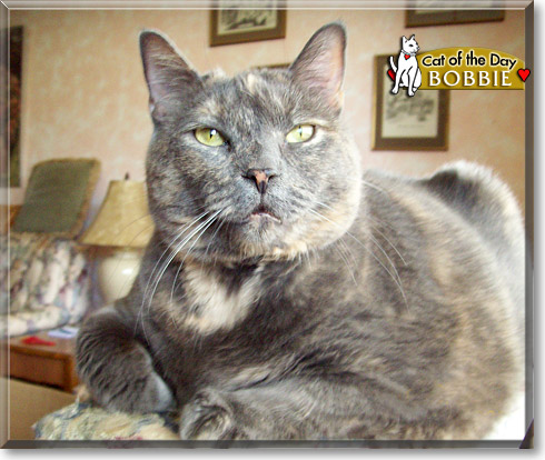 Bobbie, the Cat of the Day