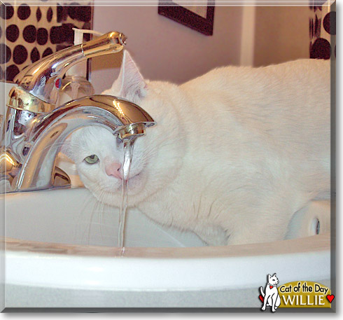 Willie, the Cat of the Day