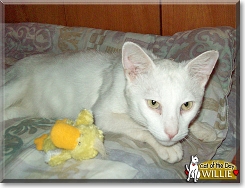 Willie, the Cat of the Day Willie, the Cat of the Day