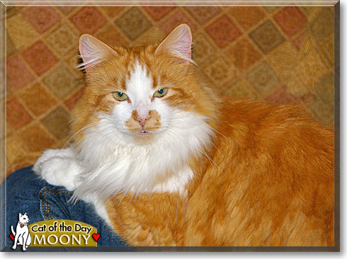 Moony, the Cat of the Day