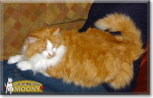 Moony, the Cat of the Day