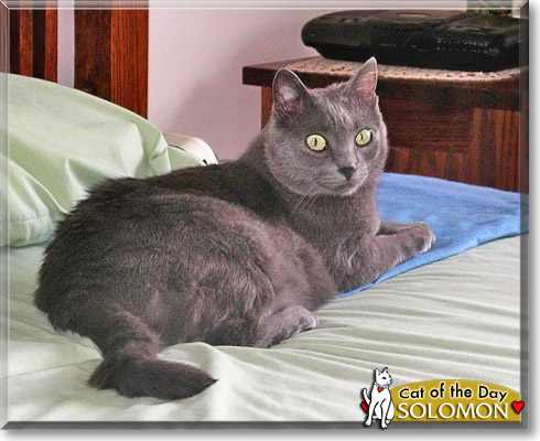 Solomon, the Cat of the Day