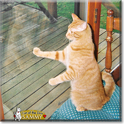 Sammy, the Cat of the Day