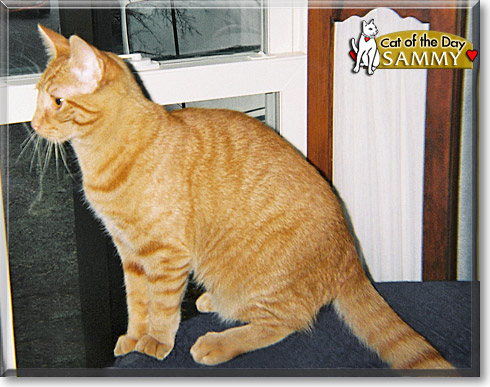 Sammy, the Cat of the Day Sammy, the Cat of the Day