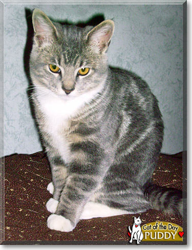 Puddy, the Cat of the Day