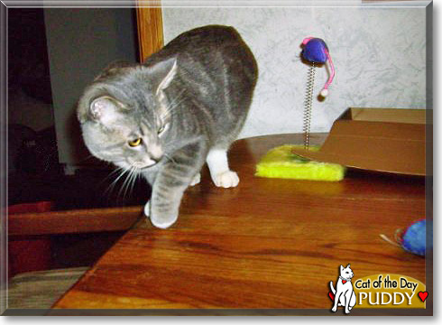 Puddy, the Cat of the Day Puddy, the Cat of the Day