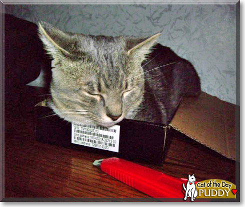 Puddy, the Cat of the Day Puddy, the Cat of the Day