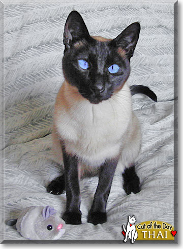 Thai, the Cat of the Day
