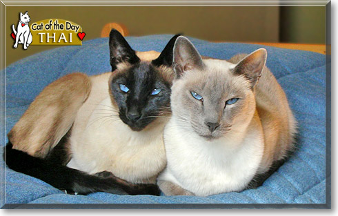 Thai, the Cat of the Day