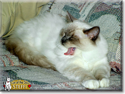Steffi, the Cat of the Day Steffi, the Cat of the Day