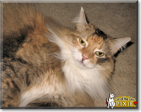 Pixie, the Cat of the Day Pixie, the Cat of the Day