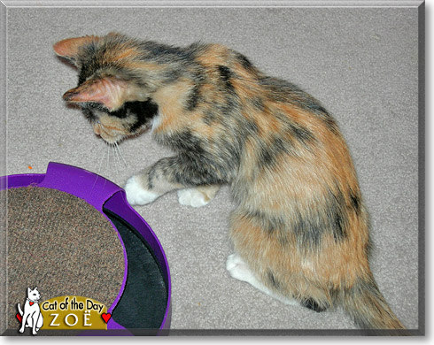 Zoë, the Cat of the Day Zoë, the Cat of the Day