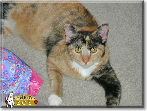 Zoë, the Cat of the Day Zoë, the Cat of the Day