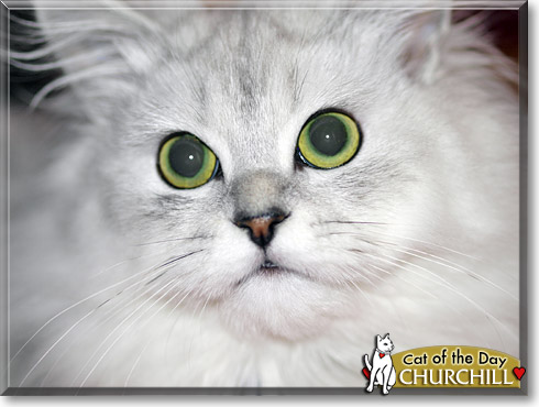 Churchill, the Cat of the Day