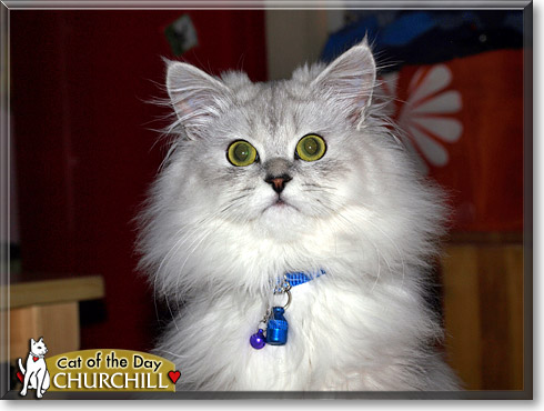 Churchill, the Cat of the Day