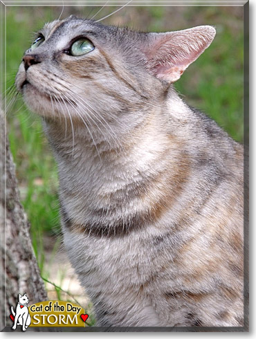 Storm, the Cat of the Day