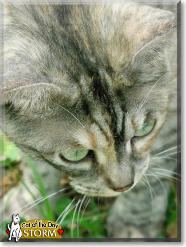 Storm, the Cat of the Day
