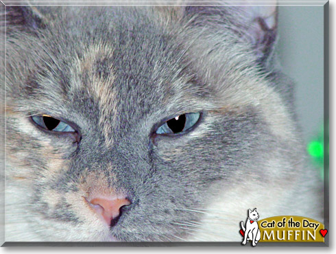 Muffin, the Cat of the Day
