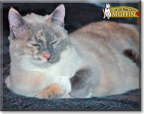 Muffin, the Cat of the Day