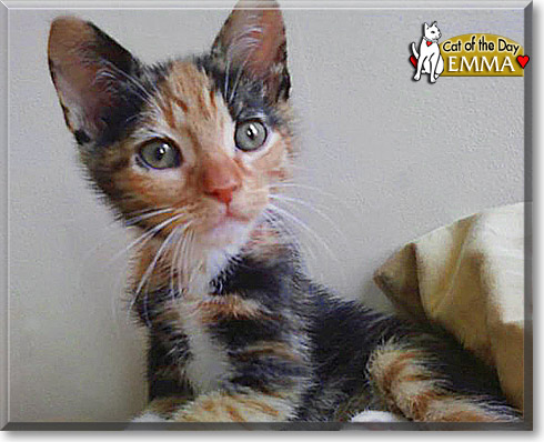 Emma, the Cat of the Day