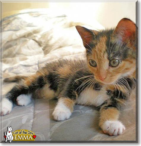 Emma, the Cat of the Day