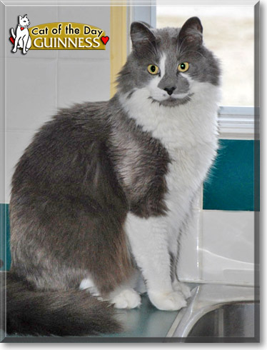 Guinness, the Cat of the Day