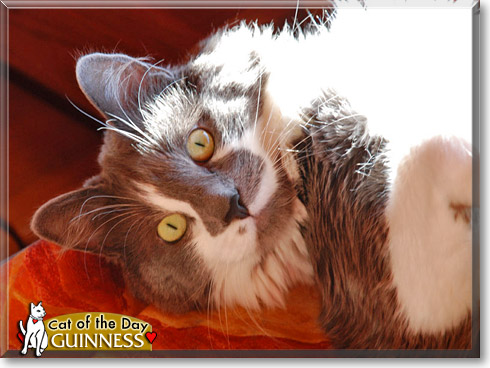 Guinness, the Cat of the Day Guinness, the Cat of the Day
