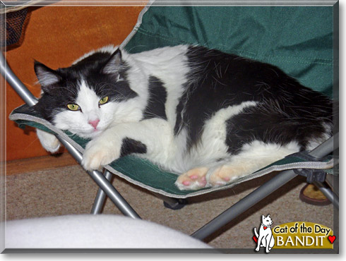 Bandit, the Cat of the Day