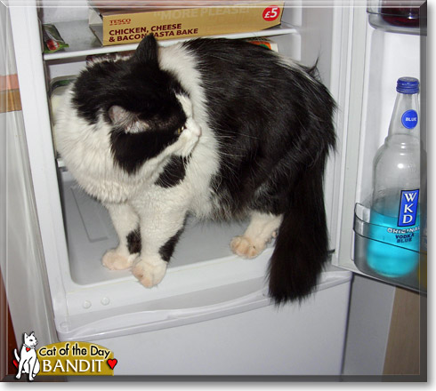 Bandit, the Cat of the Day Bandit, the Cat of the Day