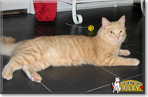 Riley, the Cat of the Day Riley, the Cat of the Day