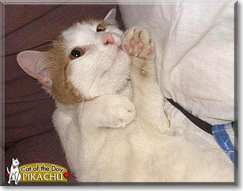 Pikachu, the Cat of the Day