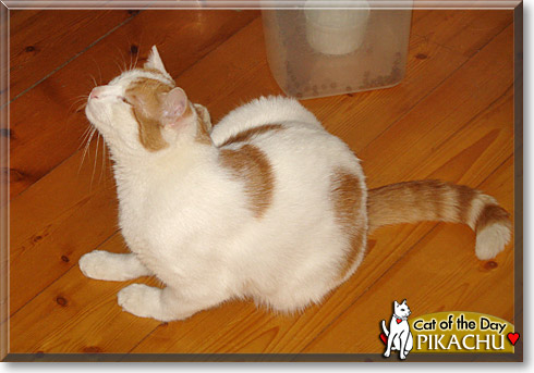 Pikachu, the Cat of the Day
