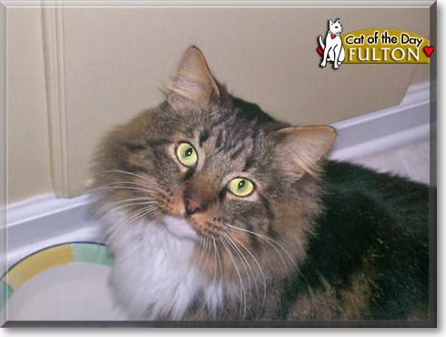 Fulton, the Cat of the Day