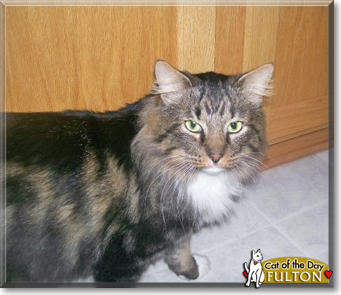 Fulton, the Cat of the Day
