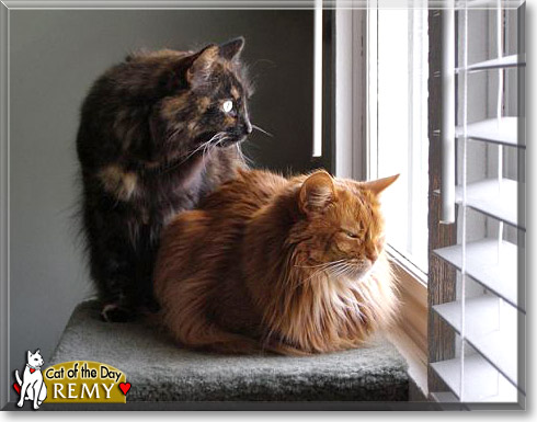 Remy, the Cat of the Day